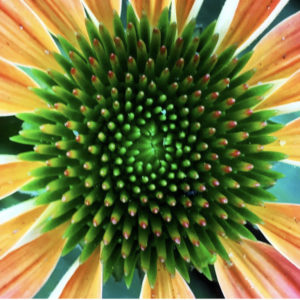 Echinacea Sacred Geometry Awesomeness