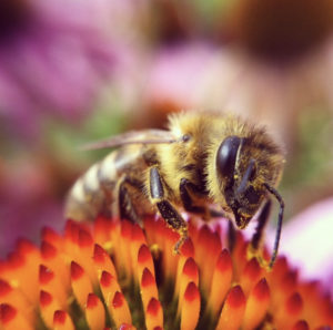 Bee n' Echinacea